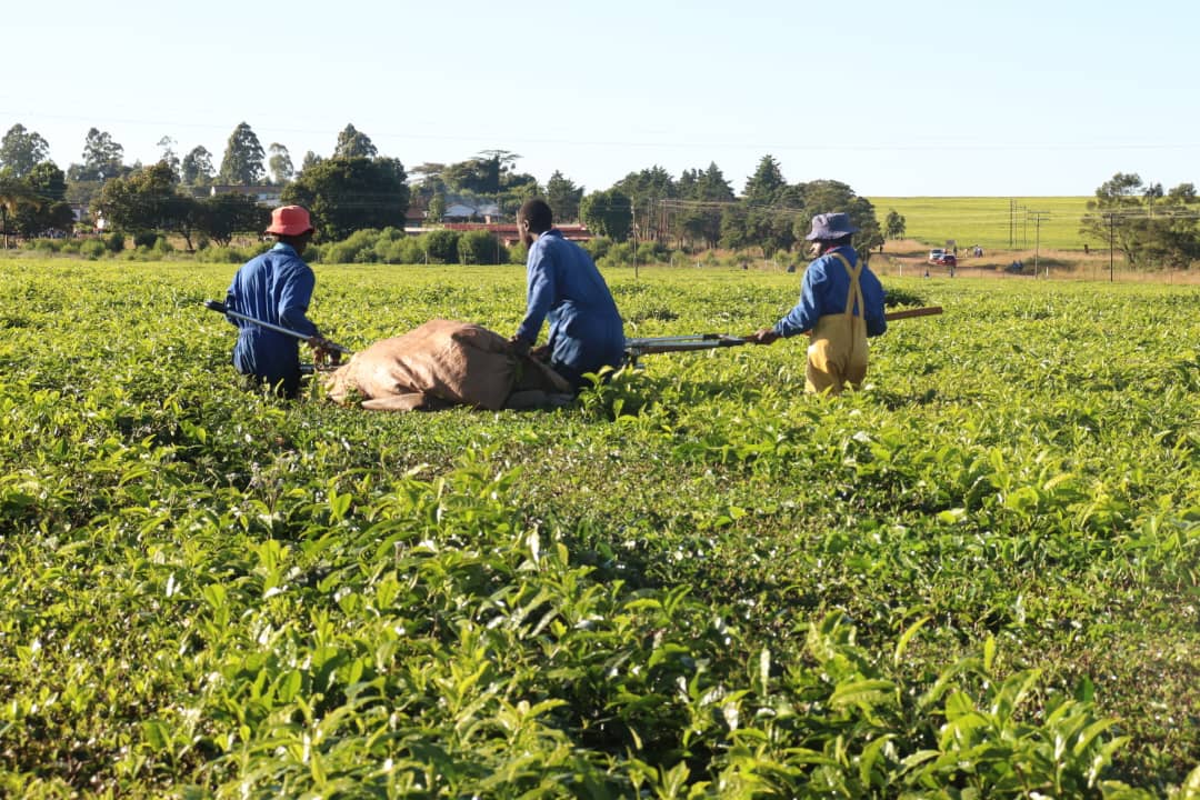 The Zimbabwe Land Commission was established in terms of section 296 of the Constitution of Zimbabwe Amendment (No.20) Act 2013 to ensure fairness, transparency and accountability,  in the administration and management of agricultural land in Zimbabwe. 
#Farmers
#LandRights
#Farm