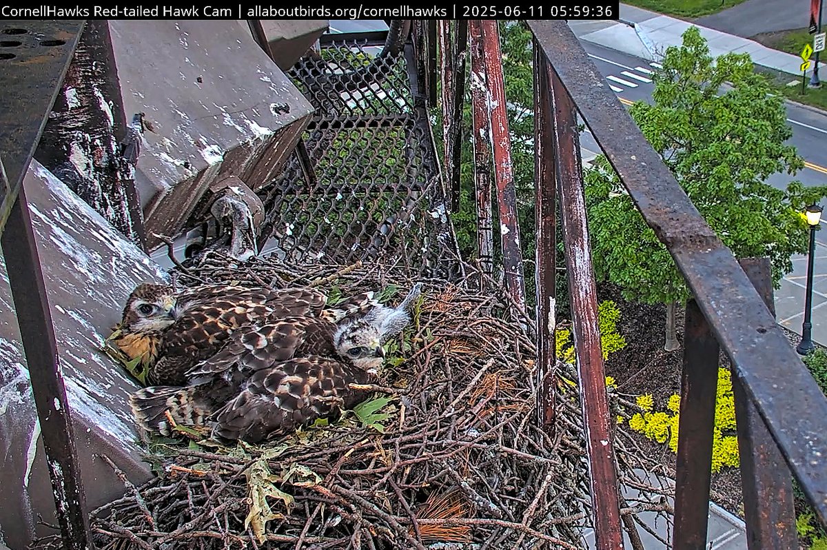 6/11 BR departed the nest 02:46. 

Another Milestone as the O's spent a portion of their first night on the nest without Adults.

BOG Wevans reports BR on ETT2, out of Big Cam view, watching over the nest.

Many thanks Wevans for the report!

And all is well in CornellHawks Land.