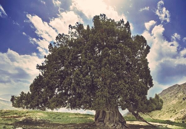 3800 years old cypress in Kerman has been registered as the oldest tree in #Iran 
 
So many storms have come and gone, we are still here

This shall too pass