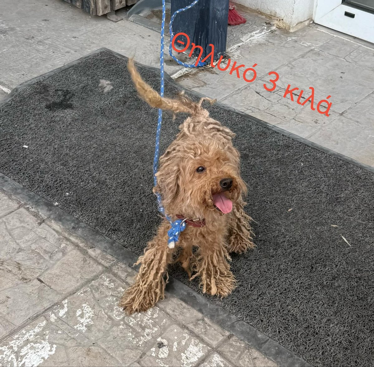 Η Goldie μετά από χρόνια κακομεταχείρισης βρήκε την οικογένεια που θα την αγαπήσει και δεν θα την προδώσει ποτέ! ❤️🐶