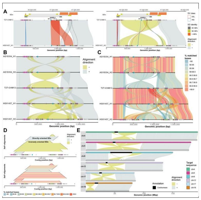 jsantoyo's tweet image. SVbyEye: A visual tool to characterize structural variation among whole-genome assemblies. #StructuralVariants #SVs #Visualization #WholeGenome #Assemblies #Bioinformmatics
academic.oup.com/bioinformatics…