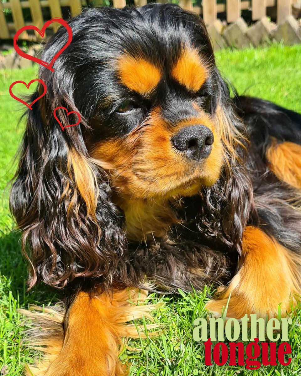 Some people think it's bad to have a cavalier attitude, personally we #love ours!

We're #happy #loyal and always by your side when you need us.
Pretty much like Franklin one our office #ckcs 

#bemorecavalier #lovelife #cavalierkingcharles #voiceovers #relax