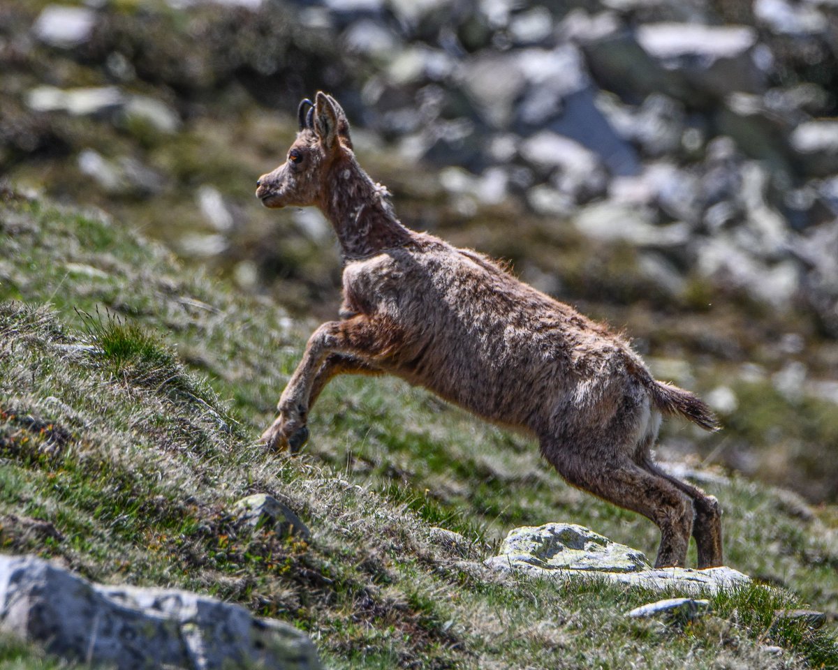 Seure al terra i contemplar els jocs i les corredisses dels petits isards, oblidant per uns moments el pas del temps, gaudint de la senzilla meravella que és viure...

Bon dia!!!