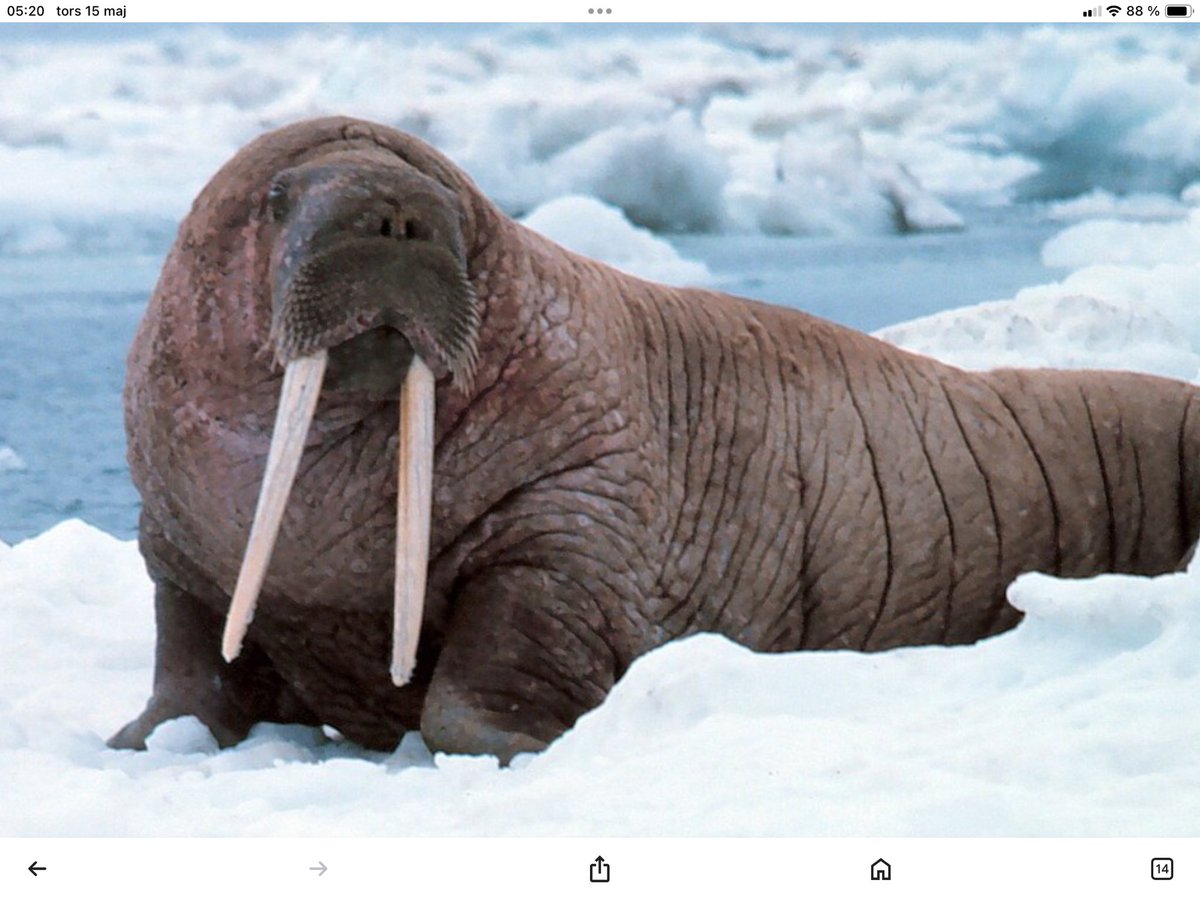 Tips_Tony's tweet image. ✳️ 13 RÄTT på VALROSSEN igår, 10/6 - 104.480kr💰💰💰! Stort Grattis till deltagarna🥳! 
Nya chanser redan ikväll på Svenska spels hemsida. Sök på Gustavslund.