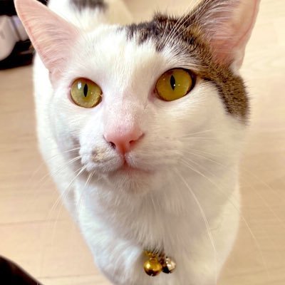 ねこNoel🐈⬛🐈🐈⬛🐾🌻🍇🐶 tweet media