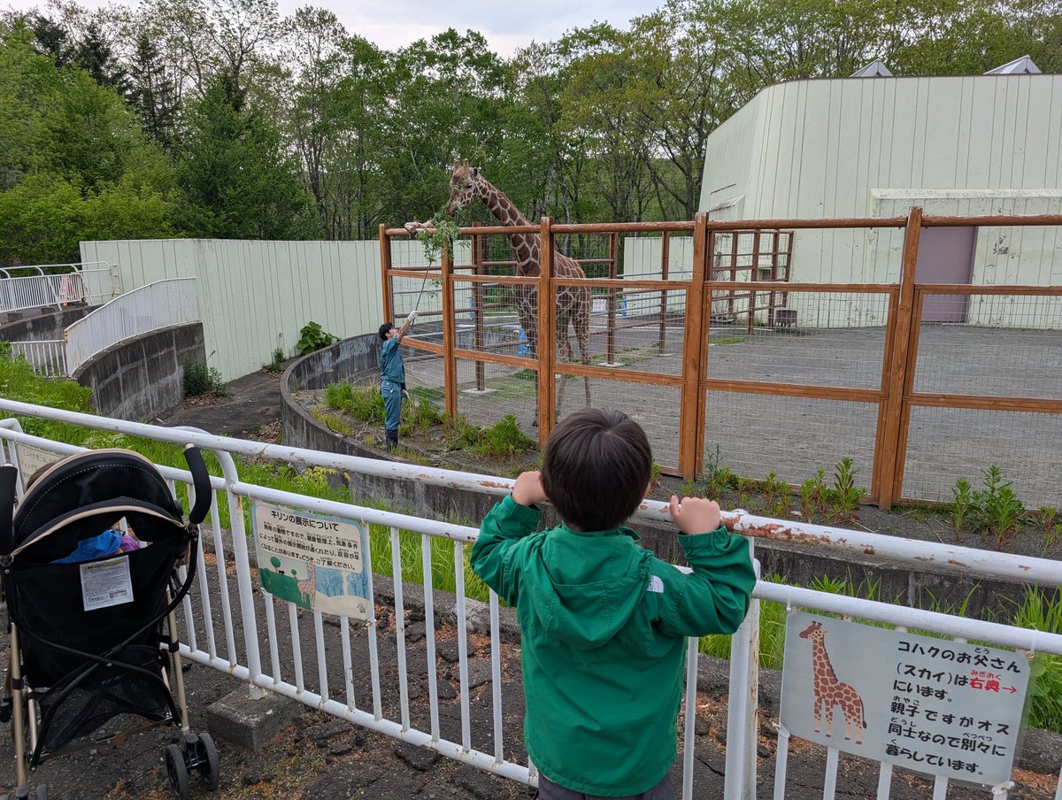 marumeru03's tweet photo. 2025/06/07
……つづき

釧路動物園で大人も(大人が？)楽しむ。

 #釧路動物園  #孫旅 
 #車中泊 #キャンピングカー #道東住み #オホーツク海側 #セキソーボディー #トムバロン #道の駅巡り #ガーデン巡り #車中飯 https://t.co/dSP8tTTH3r