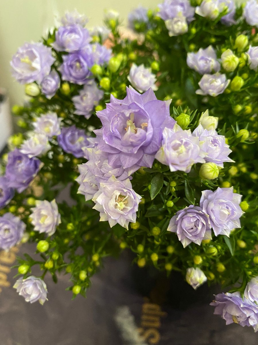 What is this flower name?