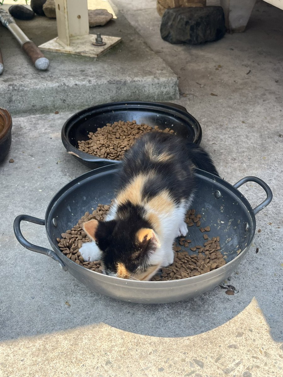 밥먹는 아기고양이