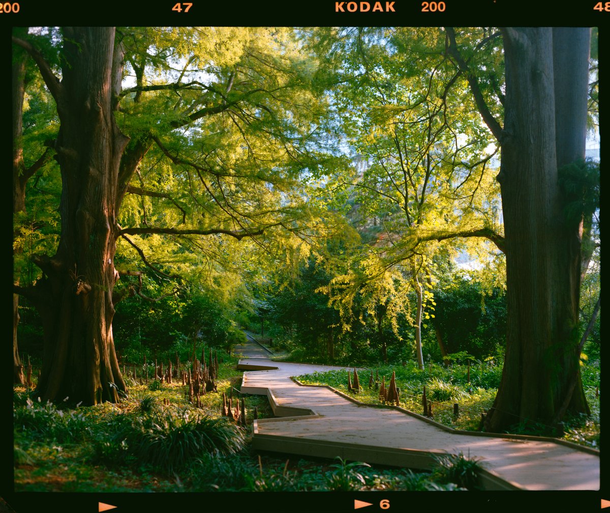 posnon's tweet image. the camera vs the film 🌲
#pentax67 #国産中判フィルム写真展
#オール中判フィルムフォトコン