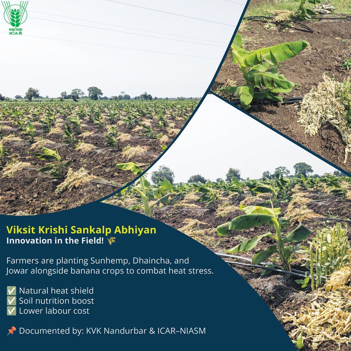 icarindia's tweet photo. Viksit Krishi Sankalp Abhiyan | Innovation in the Field! 🌾
Farmers are planting Sunhemp, Dhaincha, and Jowar alongside banana crops to combat heat stress. 
✅ Natural heat shield
✅ Soil nutrition boost
✅ Lower labour cost
📌 Documented by: KVK Nandurbar &amp; ICAR–NIASM https://t.co/mnEDdvxVih
