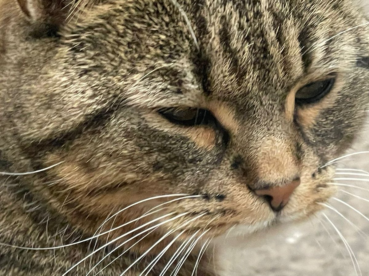(Amamda) Until Betty showed me this photo that Pip took I didn't know my whiskers were sprouting up in different places on my face. I've even got one near my eye - what's that about?
Betty told me to stop over-thinking and I suppose she's right. I'm glad I haven't got a mirror.
