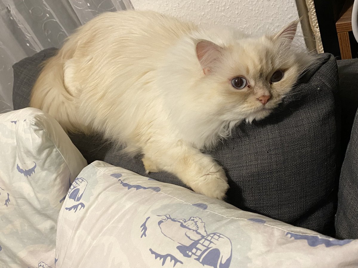 珍妙タゲのリポップ長い問題、久しぶりに目前沸かしをお見舞いされた…(前日に出たホットな話題)
振り返ったらこの顔で慰められたのでモヤモヤは全部なかったことに！
新リンバス？まだ会ったことない子ですね
週末行くぞ！٩(๑❛ᴗ❛๑)۶