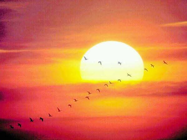 الصباح ..
مخلوق جميل لا يتوقف جماله عند حد
شمسه أنيقه نسيمه رآئع بزوغه إبداع
وسيظل صباحنا جميلآ مع من نحب,,صباحكم  شمس مشرقه