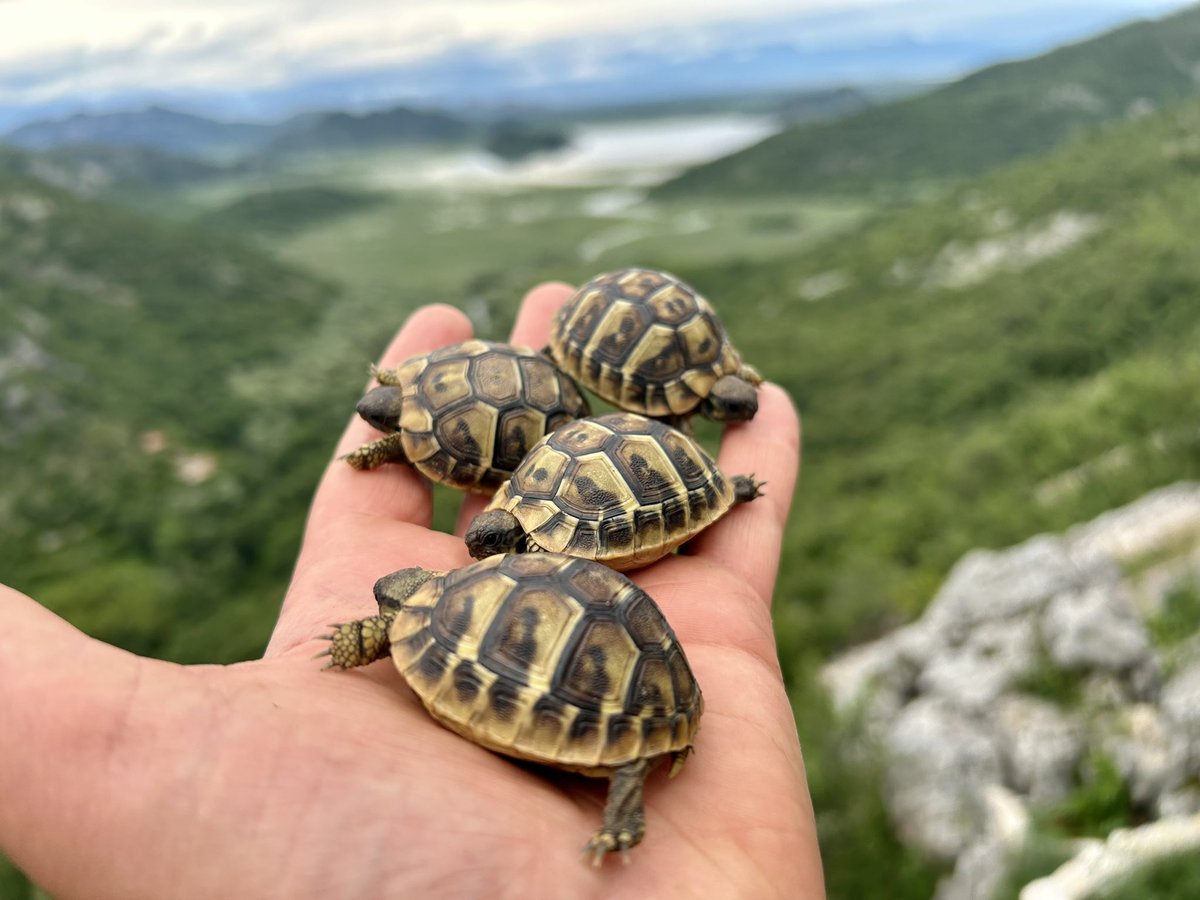JogchumV's tweet image. TMNT, de prequel: Leonardo, Michelangelo, Donatello en Raphael… maar dan vóór de pizza’s en het vechten tegen de Foot Clan &amp;amp; cs. 😌🐢🥷
#BabyTurtles #originstory