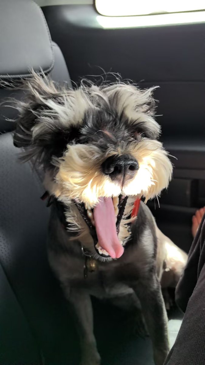 Doo54697914's tweet photo. Just look at my little buddy! 😍 This cute Schnauzer is all ready for an adventure, with its fluffy ears and that big, happy grin. Life’s better with a pup by your side. 🐾 #DogLife #SchnauzerLove #PuppyJoy https://t.co/GyH5Lt6Aax