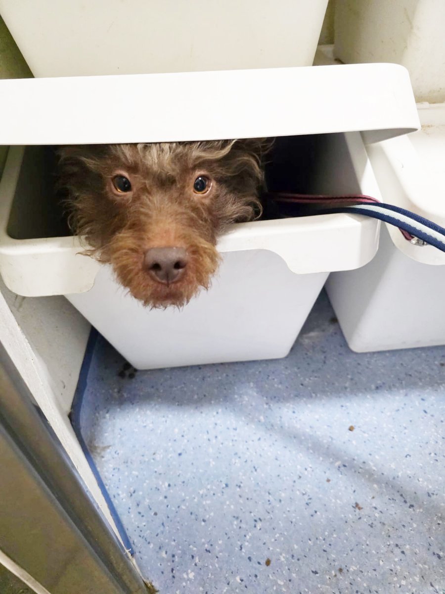 And the award for cheekiest face goes to.... MONTY! 😂❤

Monty LOVES toys, and if he gets a chance to jump in the toy box, he's THERE! 🥰

Meet him 👉 bit.ly/3SHPyOj

#RescueDog #AdoptDontShop #Terrier #PatterdaleTerrier #Leeds #CheekyFace #FunnyDog <a href="/DogsTrust/">Dogs Trust 💛🐶</a>