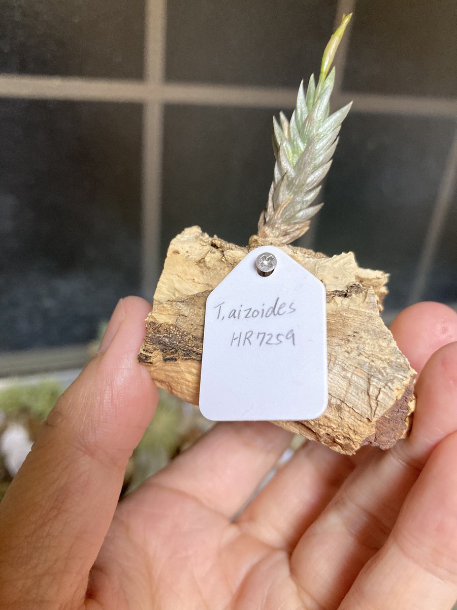 NativeToy's tweet image. アイゾイデスHR7259が咲いてます💐
黄緑の花かな。