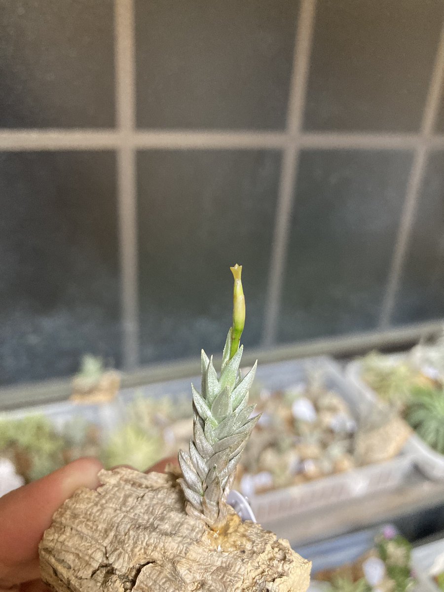 NativeToy's tweet image. アイゾイデスHR7259が咲いてます💐
黄緑の花かな。