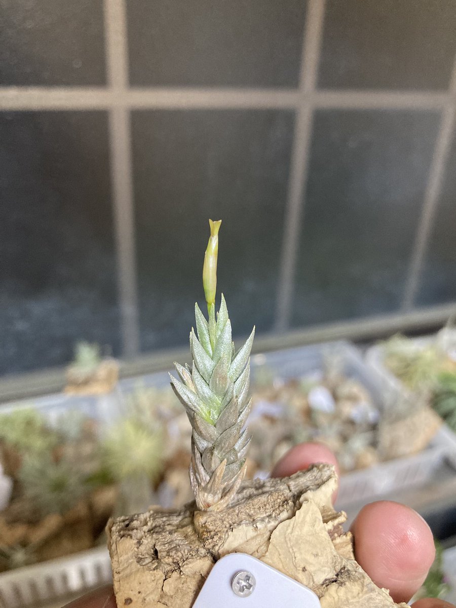 NativeToy's tweet image. アイゾイデスHR7259が咲いてます💐
黄緑の花かな。