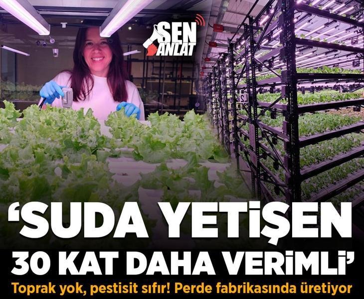 milliyet's tweet photo. 💥 #SENANLAT | ✍️ @BetulTopakli
🔸 Toprak yok, pestisit sıfır!
▪️ Perde fabrikasında üretiyor: 'Suda marul 30 kat verimli'
https://t.co/pc5IeA3vC8 https://t.co/r9jpxxwtzD