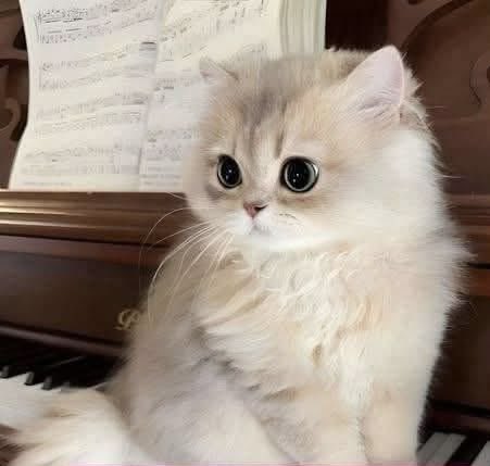 Good morning friends.Sunny &amp; breezy in London this Wednesday morning. Not much change in the world. Ukraine &amp; the Middle East, the wars continue. A sad tragedy in Austria, deaths of young people yesterday. Not much cheer. We press on.
Baby Artemis sends her love.
#CatsOfTwitter