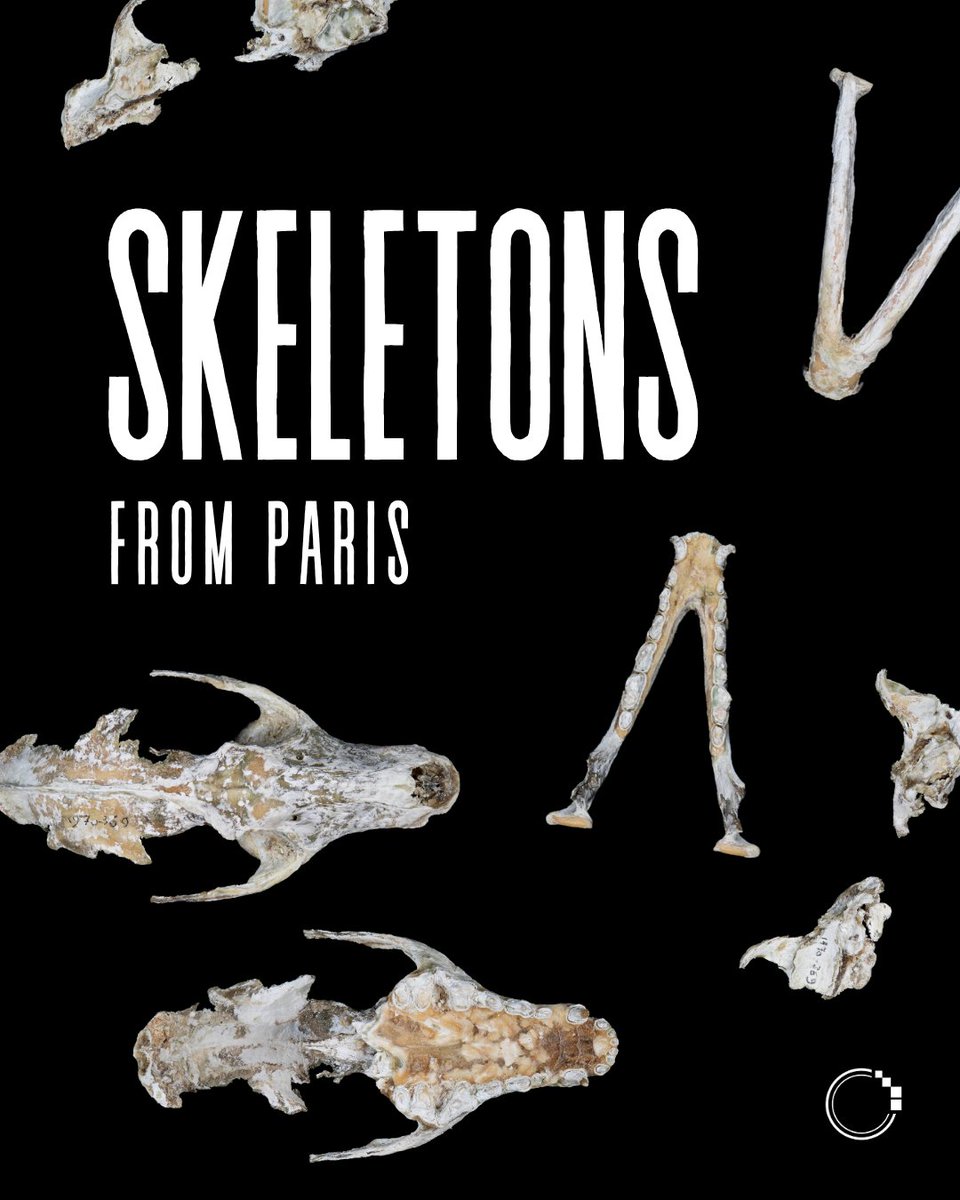 signifynathist's tweet image. This week, we showcase a few skeletal specimens digitised in MNHN. With mammals, skeletons, especially skulls, are important bones for identification. Skulls reveal information including the animal&apos;s diet and lifestyle through teeth and jaw structures, and eye placement.