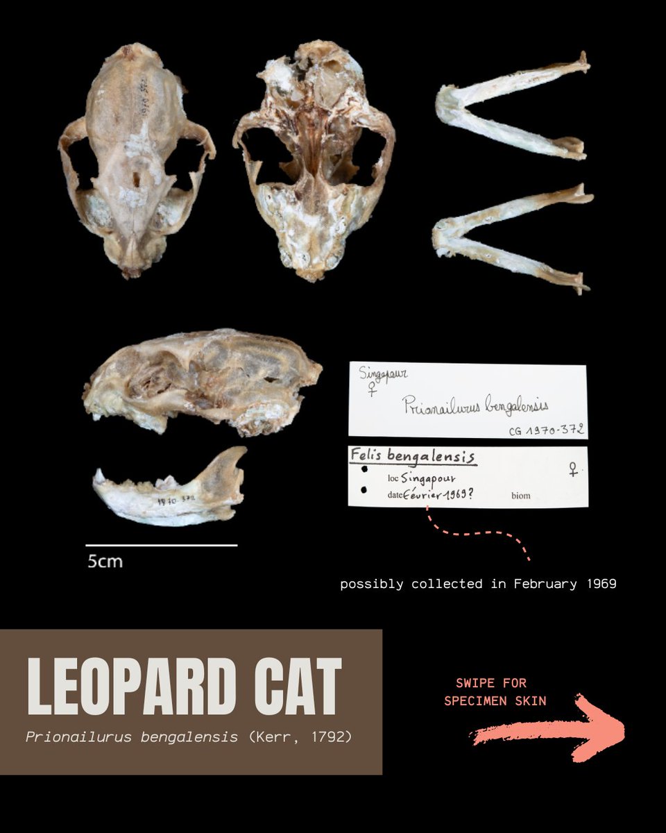 signifynathist's tweet image. This week, we showcase a few skeletal specimens digitised in MNHN. With mammals, skeletons, especially skulls, are important bones for identification. Skulls reveal information including the animal&apos;s diet and lifestyle through teeth and jaw structures, and eye placement.