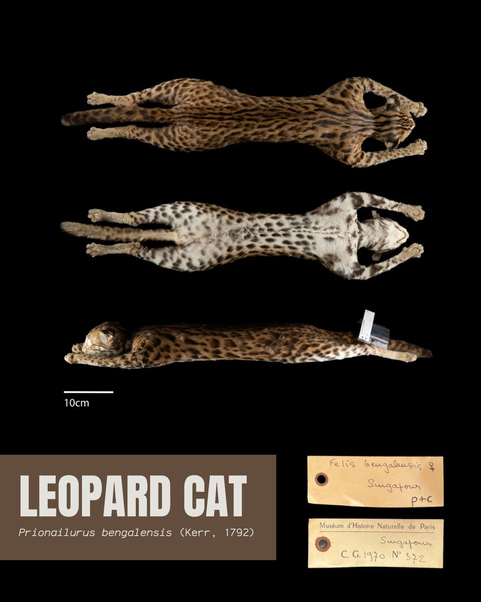 signifynathist's tweet image. This week, we showcase a few skeletal specimens digitised in MNHN. With mammals, skeletons, especially skulls, are important bones for identification. Skulls reveal information including the animal&apos;s diet and lifestyle through teeth and jaw structures, and eye placement.