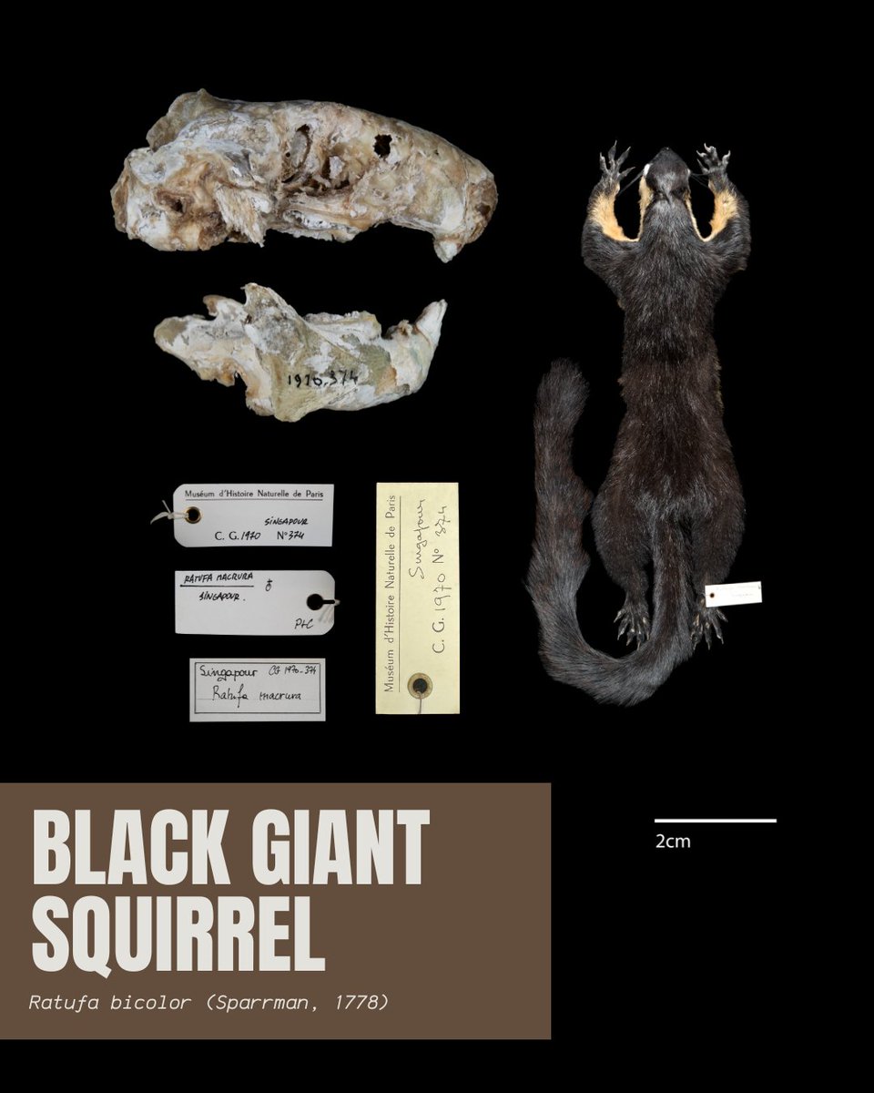 signifynathist's tweet image. This week, we showcase a few skeletal specimens digitised in MNHN. With mammals, skeletons, especially skulls, are important bones for identification. Skulls reveal information including the animal&apos;s diet and lifestyle through teeth and jaw structures, and eye placement.