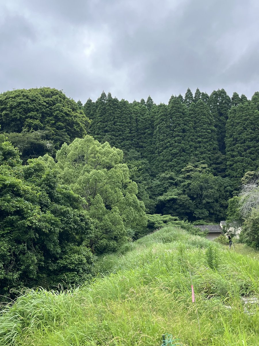 babaabusara's tweet photo. 梅雨の合間に梅もぎ。 https://t.co/5yKG3aaOqQ