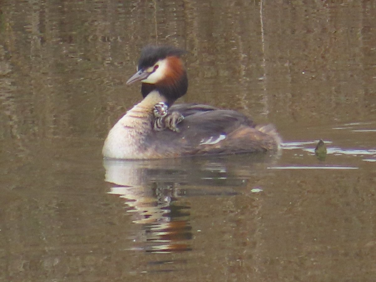 RSPB Richmond & Twickenham Local Group (@rspb_richmond) on Twitter photo Tomorrow (Thursday 12th) we have a guided walk in Bushy Park meeting at Diana Fountain car park at 9am. Non members of our local group are very welcome to join this free walk.
Further details on our website: group.rspb.org.uk/richmond/news-… <a href="/theroyalparks/">The Royal Parks</a> <a href="/Visit_Richmond1/">VisitRichmond</a> <a href="/RCVS_Richmond/">RichmondCVS</a> Tomorrow (Thursday 12th) we have a guided walk in Bushy Park meeting at Diana Fountain car park at 9am. Non members of our local group are very welcome to join this free walk.
Further details on our website: group.rspb.org.uk/richmond/news-… <a href="/theroyalparks/">The Royal Parks</a> <a href="/Visit_Richmond1/">VisitRichmond</a> <a href="/RCVS_Richmond/">RichmondCVS</a>