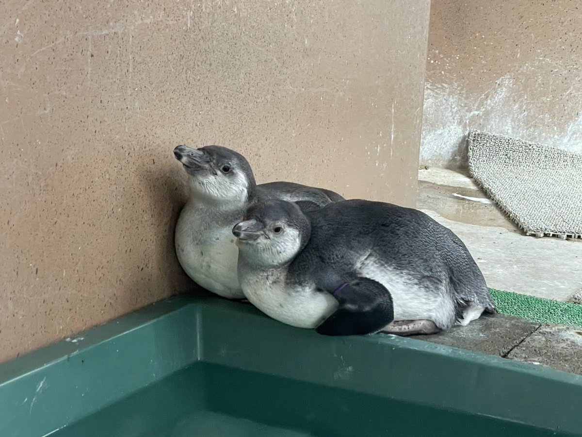 tobuzoo7's tweet photo. 3月に産まれたフンボルトペンギンのお名前が決まりました🐧

ピノ（左の翼に紫のバンド）
パルム（右の翼に緑のバンド）
です！！

飼育担当者の大好きなアイスの名前をつけました🍨

ちなみに写真の手前がピノで奥がパルムです。
＃東武動物公園
＃ペンギンの大地
#フンボルトペンギン 
＃命名 https://t.co/Ot2C60lEtD