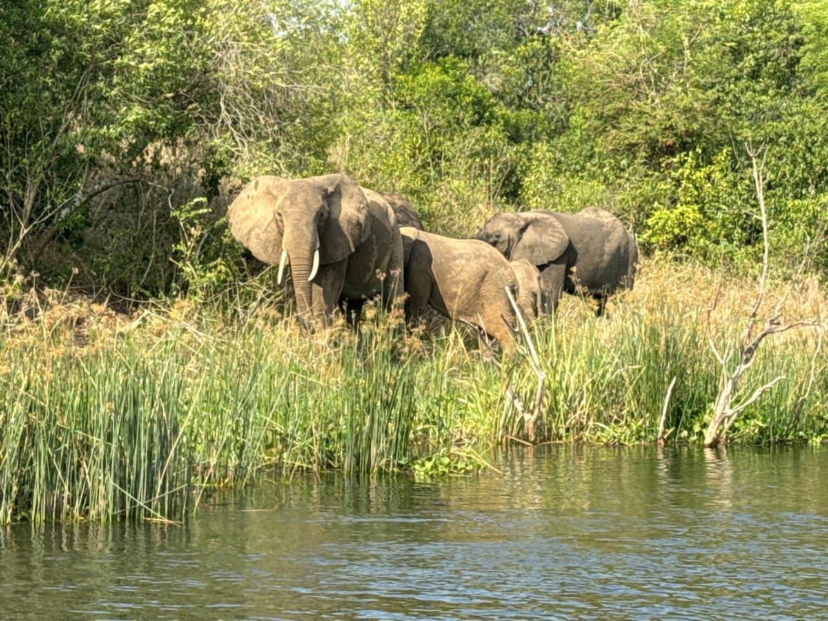 nyanasafaris's tweet image. :
💦 Murchison Falls – Where the Nile Roars!
Brace yourself for the world’s most powerful waterfall — Murchison Falls, where the Nile squeezes through a 7-meter gap and explodes into thunder.
🦁 Game drives through savannah plains
🦛 Nile boat cruises with hippos & crocs
🦅…