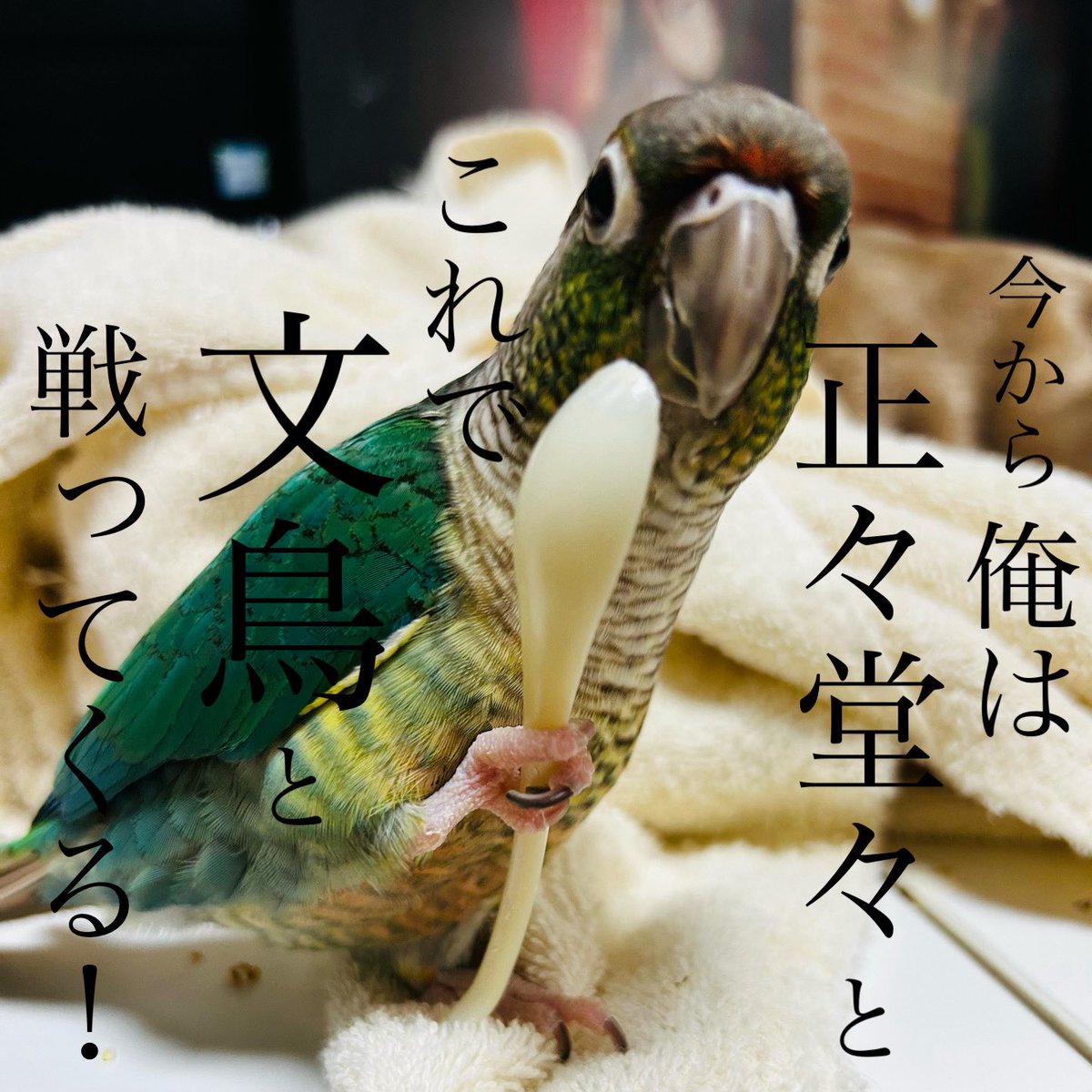 どんな手を使っても
白い男に勝ちたい
緑の男。
#ウロコインコ