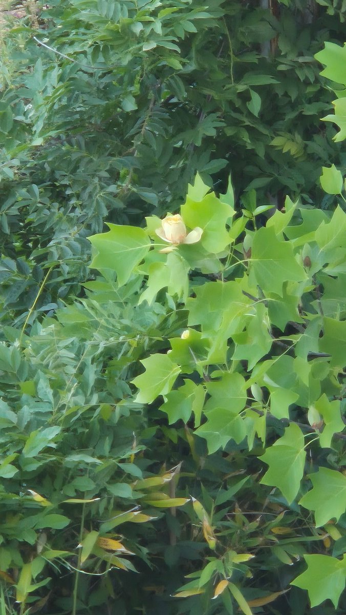Esa flor, hay esa flor tulipero de Virginia