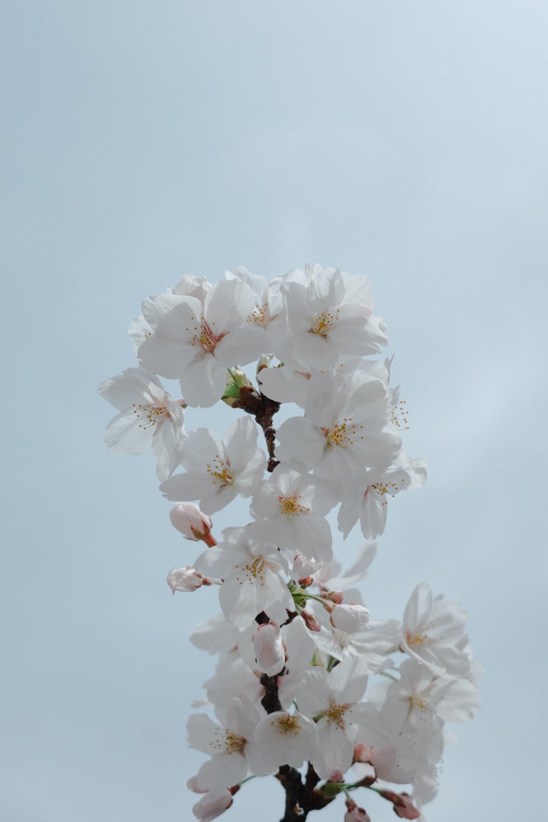 やわらか計画 (@yawaraka_plan) on Twitter photo 