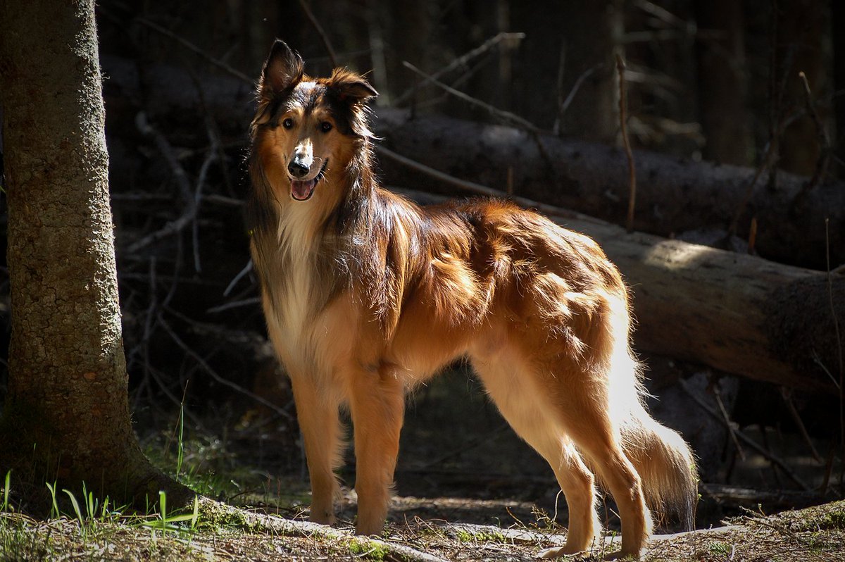 ShadowMirku's tweet photo. This is my Fenrir, from my latest photoshoot session in a magical forest. I need to get myself a new digital systems camera, my current Nikon is coming to the end of its road. It is already 13 years old.

#canine #photography #dog #fenrir #nikonphotography https://t.co/EksF3nJJgh