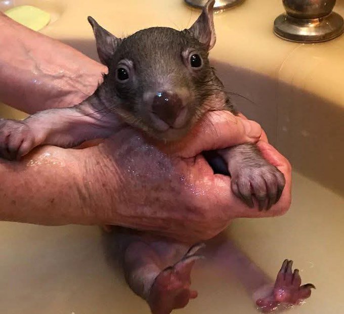 Writing Wombat (@wombatwalking) on Twitter photo Who volunteers for this job? I mean who doesn't want to give a wombatlet their bath? #WombatWednesday
<a href="/millyfromoz/">MillyCat ๐ and RovyCat ๐ฆ๐บ</a> <a href="/Miezebiene/">โฎ๏ธ๐บ๐ฆ Phoebe, Juno and their human Sabine</a> <a href="/madridnantes/">Maria Simon</a> <a href="/PuddlesO/">Miss Kona & Puddles (her hoom)</a>
<a href="/kirstym53/">Smudge and ๐ Angel Maggie</a> <a href="/scruffkit/">Siblings of Scruffkit</a> <a href="/JoyceTurkington/">Big Smudger and tiny Pixie</a> <a href="/AmbassacatBXL/">Titi</a> <a href="/Eliot01375004/">Eliot, big brofur of Atwood & Borys ๐ฆ๐บ ๐บ๐ฆ</a> Who volunteers for this job? I mean who doesn't want to give a wombatlet their bath? #WombatWednesday
<a href="/millyfromoz/">MillyCat ๐ and RovyCat ๐ฆ๐บ</a> <a href="/Miezebiene/">โฎ๏ธ๐บ๐ฆ Phoebe, Juno and their human Sabine</a> <a href="/madridnantes/">Maria Simon</a> <a href="/PuddlesO/">Miss Kona & Puddles (her hoom)</a>
<a href="/kirstym53/">Smudge and ๐ Angel Maggie</a> <a href="/scruffkit/">Siblings of Scruffkit</a> <a href="/JoyceTurkington/">Big Smudger and tiny Pixie</a> <a href="/AmbassacatBXL/">Titi</a> <a href="/Eliot01375004/">Eliot, big brofur of Atwood & Borys ๐ฆ๐บ ๐บ๐ฆ</a>