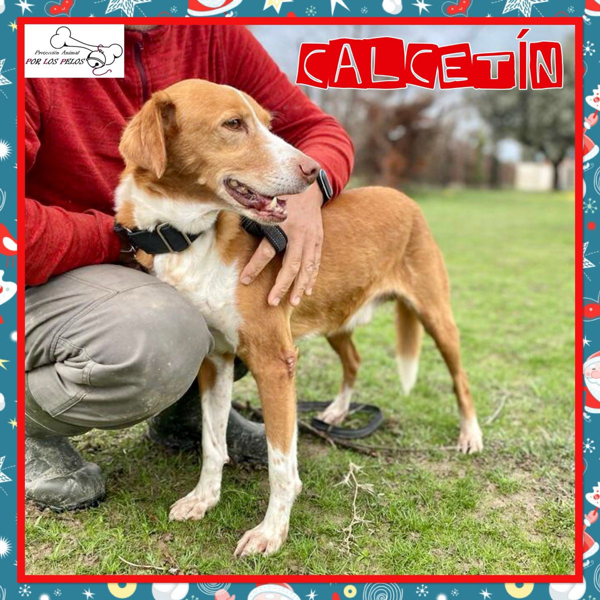 🐶CALCETÍN🐶 SIGUE ESPERANDO 😔X #podenco #breton 10 añitos. Esta preciosidad lleva muchísimo tiempo esperando una #acogida #adopcion. Parece que no tiene suerte y es un perro maravilloso: tranquilo, dulce y cariñoso. Un empujoncito, por favor! 👉 buff.ly/4f8XHWb