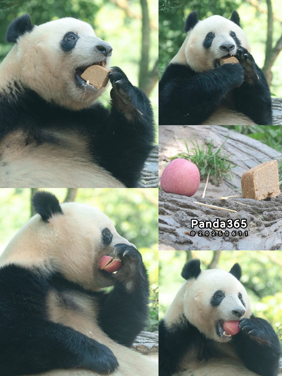今日のお昼12時、シャンシャン姫は大好物のリンゴとマントウをお昼ご飯に食べました🍎🍞！明日のランチにはおまけにニンジンが追加されるかもしれませんね🥕🤪？