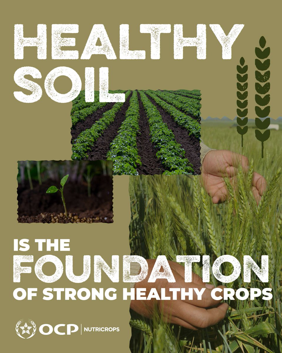 TSP fertilizers help build strong root systems by providing crops with essential phosphate in the early stages of growth🥔

At OCP Nutricrops, we develop customizable TSP fertilizers to meet soil nutrient yields to maximise crop yields🌾 

ℹ️ow.ly/6Rjr50W7zil