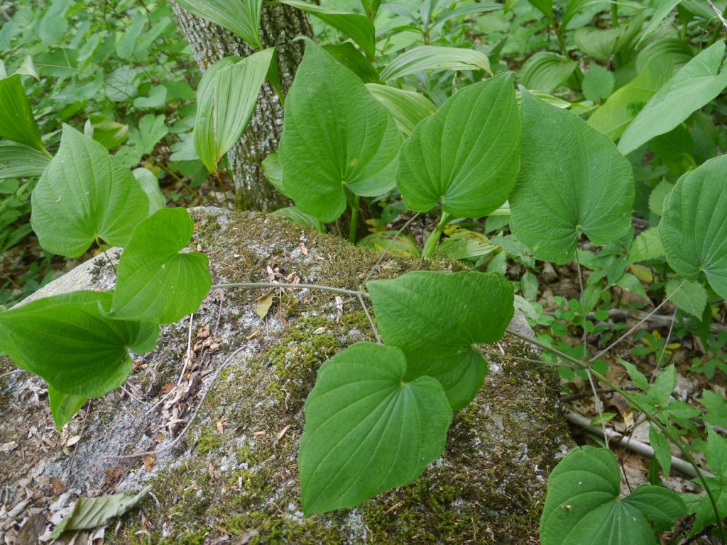 NACGRAB (@nacgrab) on Twitter photo 🌿 #WildCropWednesday
Did you know wild relatives of our staple crops hold the key to climate resilience?
Dioscorea praehensilis — a wild relative of African yam — thrives & carries traits for drought and disease resistance. That's why we conserve them <a href="/CropTrust/">The Crop Trust</a> <a href="/nabdanig/">NBRDA NIGERIA</a> 🌿 #WildCropWednesday
Did you know wild relatives of our staple crops hold the key to climate resilience?
Dioscorea praehensilis — a wild relative of African yam — thrives & carries traits for drought and disease resistance. That's why we conserve them <a href="/CropTrust/">The Crop Trust</a> <a href="/nabdanig/">NBRDA NIGERIA</a>