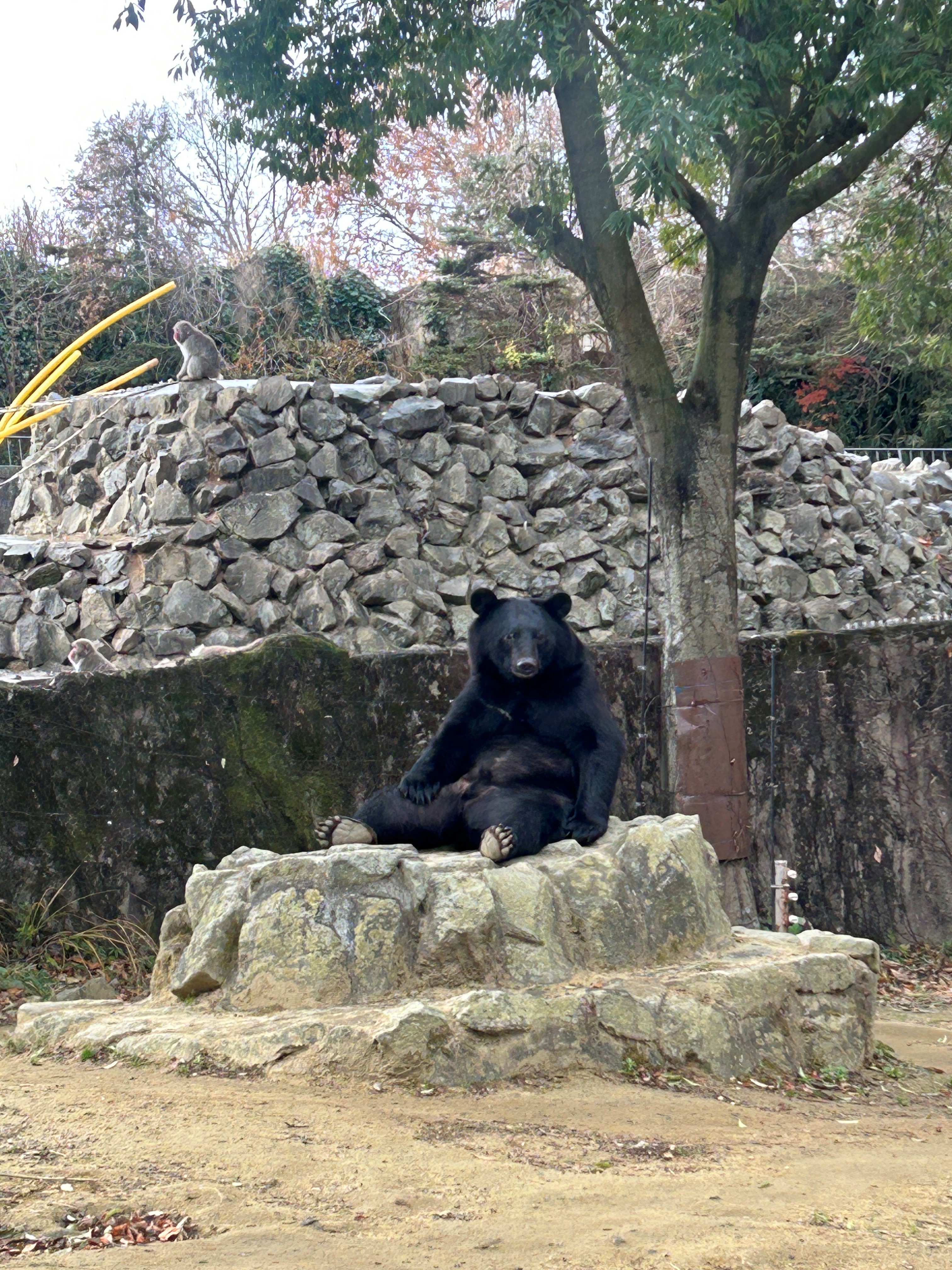 到津の森公園 | BEST ZOO & AQUARIUM | カーサ ブルータス Casa