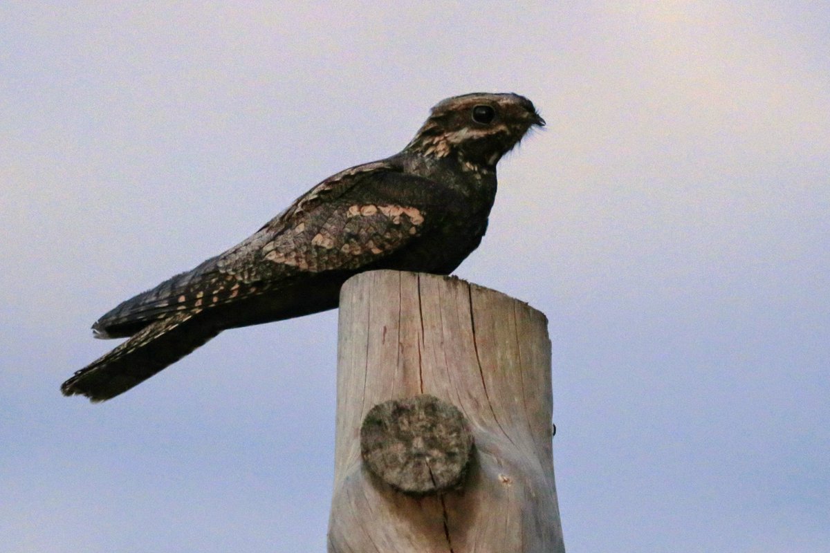 Andi (@naturelycurious) on Twitter photo Staking out posts at Chobham Common finally paid off as this stunning Nightjar (Caprimulgus europaeus) landed mere feet from me last night. Habitat work by <a href="/SurreyWT/">Surrey Wildlife Trust</a> to remove invasive pine while leaving perches like this one is a win-win for wildlife (and wildlife watchers!) Staking out posts at Chobham Common finally paid off as this stunning Nightjar (Caprimulgus europaeus) landed mere feet from me last night. Habitat work by <a href="/SurreyWT/">Surrey Wildlife Trust</a> to remove invasive pine while leaving perches like this one is a win-win for wildlife (and wildlife watchers!)