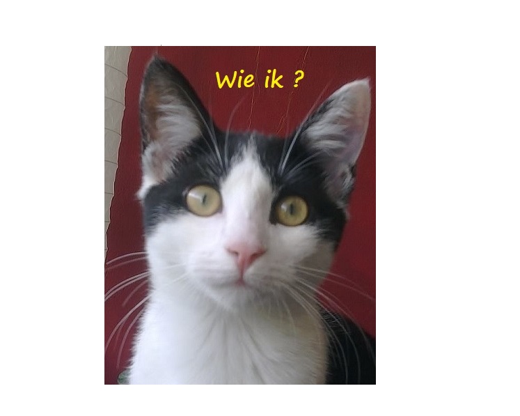 Mens werd vannacht weer getrakteerd op een muis.
😹😹😹