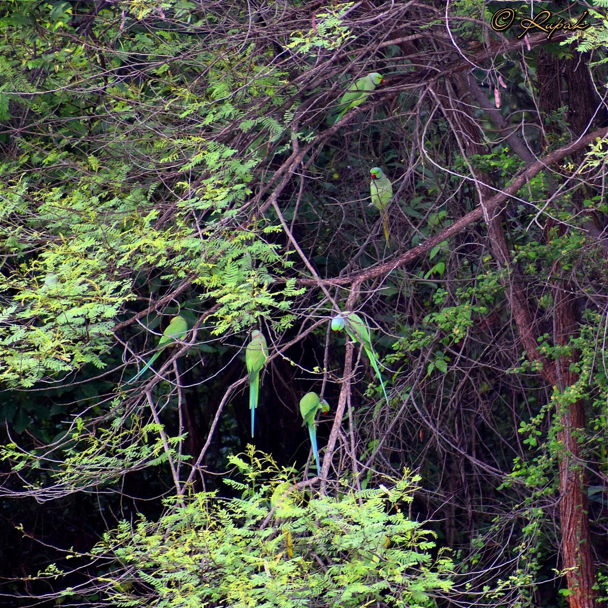 Rupak_nature's tweet image. The rose-ringed parakeet (Psittacula krameri)✨
#importanceoftrees #Parrottree🌳
#Birdland #rupaknature #ahobilam #nallamalaforest #wildlifephotography #rayalaseema #birdsofindia #birdwatching #birdphotography #Parrot