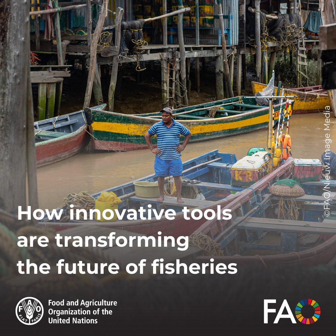 Innovative tools are boosting fisheries &amp; aquaculture across Africa, the Caribbean &amp; the Pacific.

From cutting-edge data collection to local fish feed, <a href="/FAO/">Food and Agriculture Organization</a>’s #FISH4ACP programme is driving sustainable growth &amp; economic resilience.

bit.ly/4dZxxnE

#SaveOurOcean #UNOC3