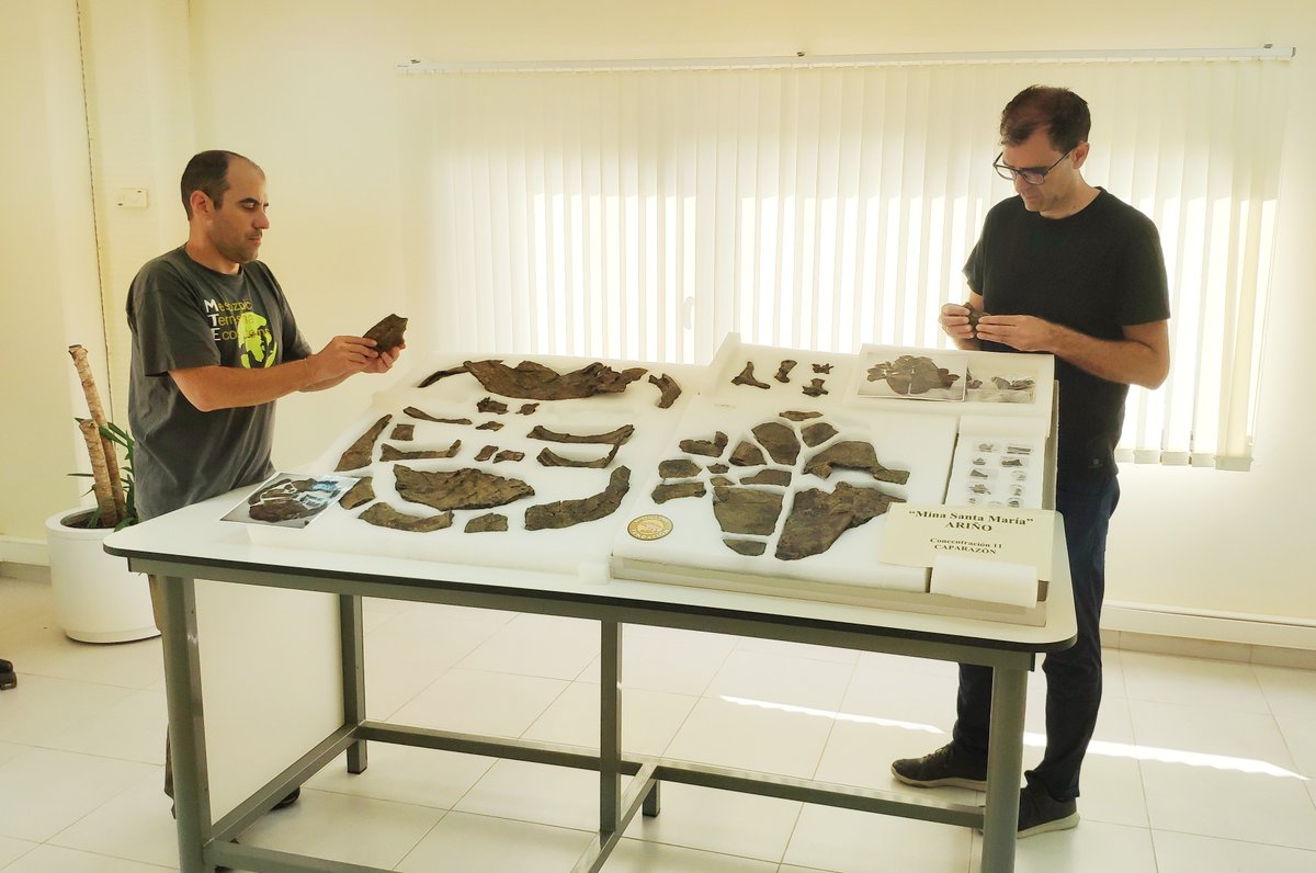 🆕🚨 Descubren en Teruel el esqueleto más completo de Europa de una tortuga 🐢 de hace 110 millones de años 🚨🆕

👉 Más información en: bit.ly/Plastremys

👉 Artículo científico disponible en: doi.org/10.1016/j.cret…