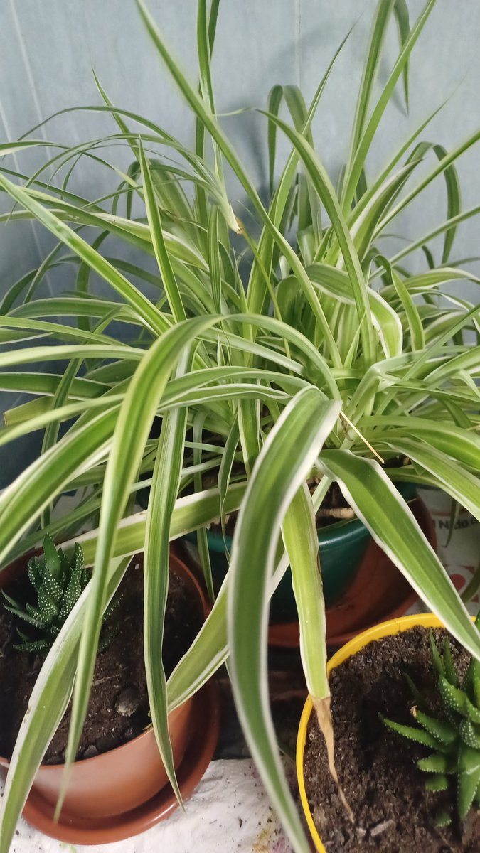 Beatriz (@anteresalfa) on Twitter photo 