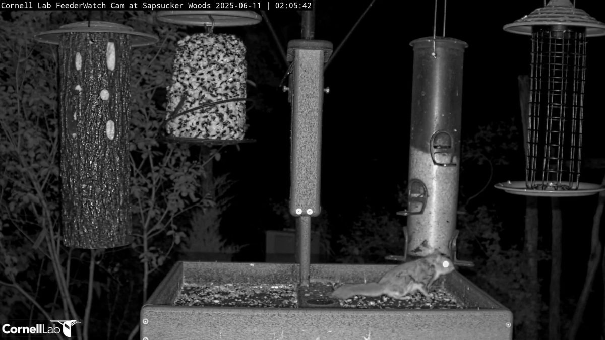 FeederWatch Cam tweet media